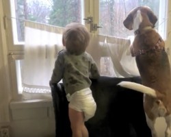 (Video) Beagle and Baby are BFF’s. Their Sweet Relationship is Heart Melting!