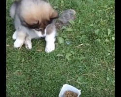 (Video) This Puppy Just Wants to Eat With the Big Dogs! Now See What He Does to Make That Happen…