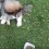 (Video) This Puppy Just Wants to Eat With the Big Dogs! Now See What He Does to Make That Happen…