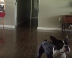 (Video) Boston Terrier Pulls off Back Flips Like a Pro! Incredible!