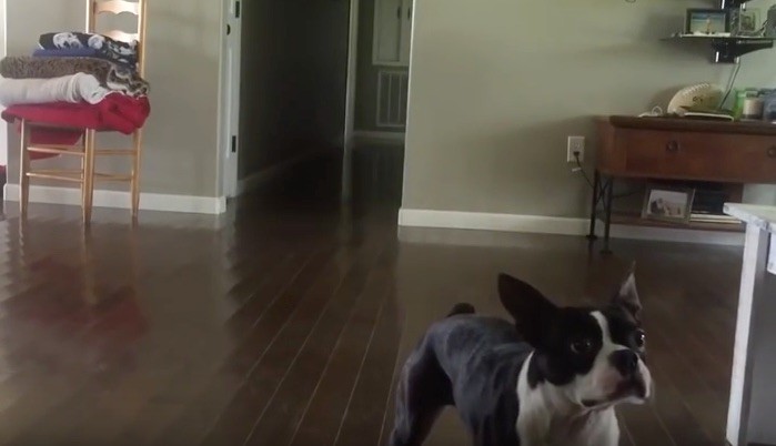 boston terrier