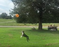 (Video) This Boston Terrier Knows How to Fly High! Watch How He Plays “Keepy-Up” With a Balloon!