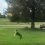 (Video) This Boston Terrier Knows How to Fly High! Watch How He Plays “Keepy-Up” With a Balloon!