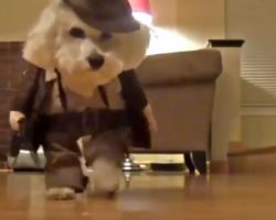(Video) This Compilation of Dogs in Costumes is a Riot! The Cowdog at 1:24 is Hilarious!