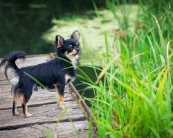 Is it Safe for a Dog to Drink Water in the Backcountry?