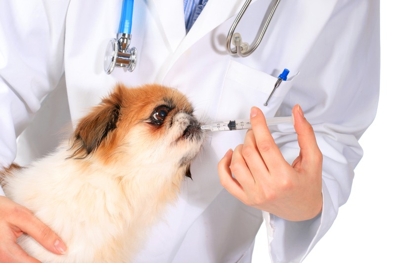 dog receiving vaccine