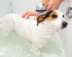 7 Common Dog Bath Time Errors That Should be Avoided