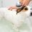 7 Common Dog Bath Time Errors That Should be Avoided