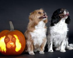 6 Pumpkin Carving Stencils of Favorite Doggie Breeds!