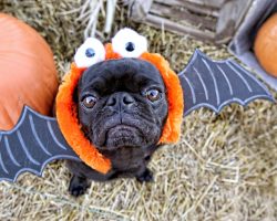 Here’s How to Ensure Fido Has a Spook-Free Halloween!