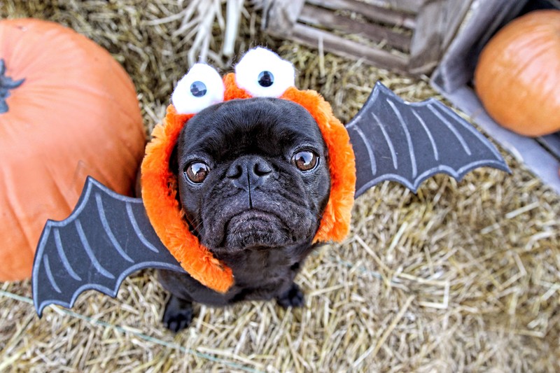 pug bat