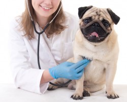 Stress Busters That’ll Make Vet Visits so Much Easier for a Pooch