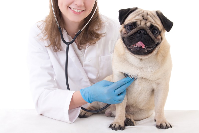 pug vet