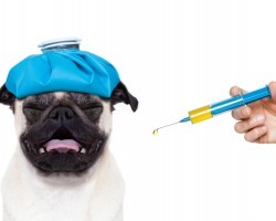 A Vaccine Side Effect That Many Doggie Owners (and Vets) Are Not Aware Of