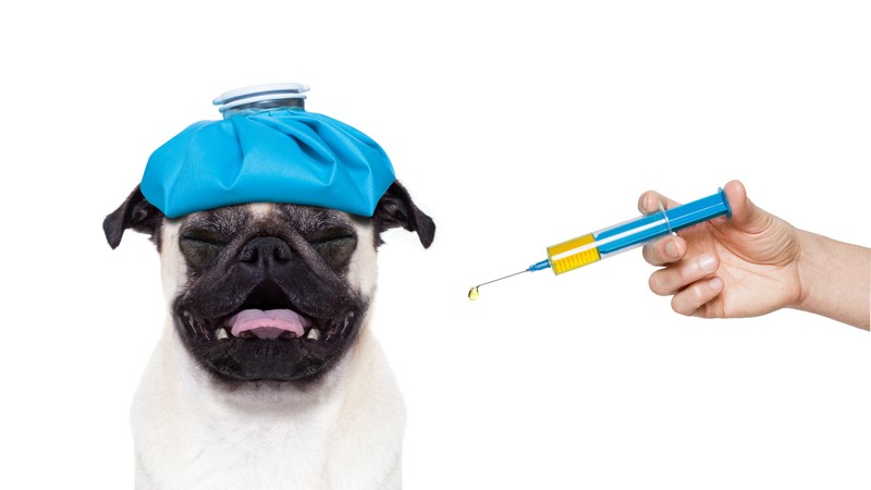 pug flu