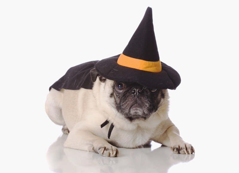 pug wizard