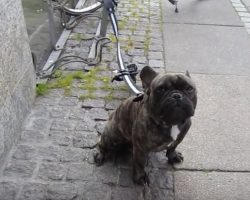 (Video) Frenchie Gets Asked Why He’s Outside. When He Tells His Tale of Woe? OMG, Too Funny!