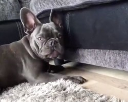 (Video) This Frenchie Lost His Ball. The Crazy Antics He Pulls to Try and Retrieve It? OMG, Hilarious!