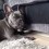 (Video) This Frenchie Lost His Ball. The Crazy Antics He Pulls to Try and Retrieve It? OMG, Hilarious!