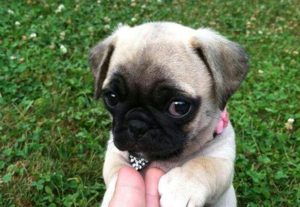 friendly Pug