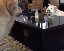 (Video) Golden Retriever Puppy Outsmarts His Older and (Sometimes) Wiser Brother. How He Does It? I’m Impressed!