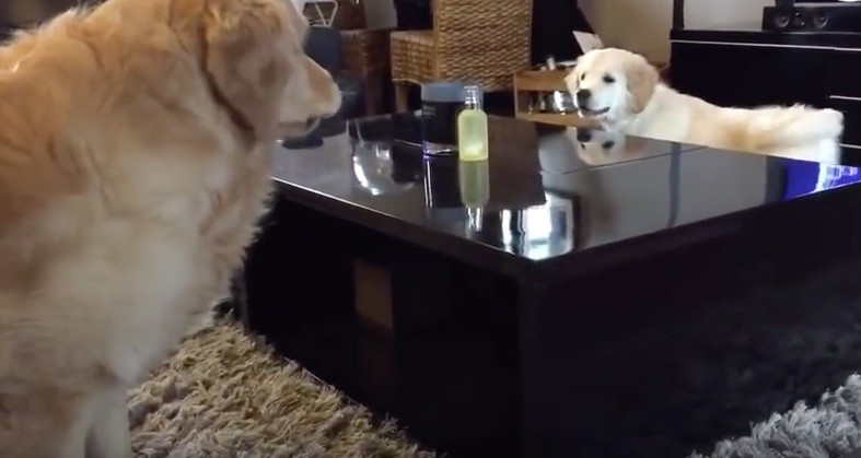 goldens having fun