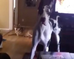 (Video) Great Dane is Very Confused by the Noises He Hears. His Look in Response? My Goodness This is Funny!