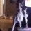 (Video) Great Dane is Very Confused by the Noises He Hears. His Look in Response? My Goodness This is Funny!