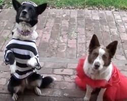 (Video) Two Doggies Are Going Trick or Treating! How They Steal Some Treats? This is a Riot!