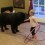 (Video) This Toddler Really Loves to Hula Hoop. When She Invites Her Furry Friend to Join Her? This is Priceless!