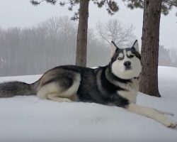 (Video) Husky is Thrilled That Winter Has Arrived. When He’s Let Loose? I Can Feel His Joy!