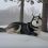 (Video) Husky is Thrilled That Winter Has Arrived. When He’s Let Loose? I Can Feel His Joy!