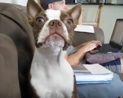 (Video) This Doggie is VERY Upset With His Owner. How He Tells Him? ROFL!