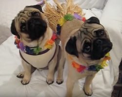 (Video) Max and Minnie Are Asked to Go Trick or Treating. How They Respond? Cutest Halloween Pugs Ever!