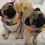 (Video) Max and Minnie Are Asked to Go Trick or Treating. How They Respond? Cutest Halloween Pugs Ever!
