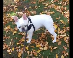 (Video) Frenchie Impressively Embraces His Inner Michael Jackson. What He Can Do? WOW!