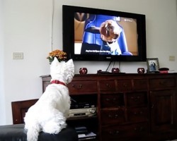(Video) This Westie Loves Watching TV. Just How Intent She is on Watching THIS on the Screen? OMG!