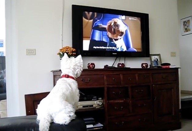 netflix pup westie tv