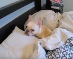 (Video) Percy the Frenchie Refuses to Get Out of Bed. Now Watch How Long it Takes Him to Wake Up… LOL!