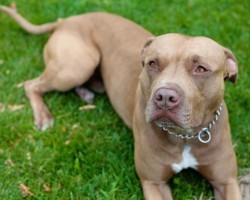 Montreal SPCA Files a Lawsuit Against the City After They Ban Pit Bulls