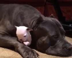 (Video) This Pooch Takes His Protector Job Very Seriously. How He Takes a Little Pup Under His Wing? SO Precious!