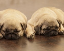 8 Reasons Why Someone Should NEVER Consider Getting a Pug