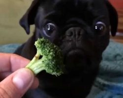 (Video) Pug Sees Broccoli for the Very First Time. His Reaction? This is Hysterical!