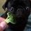 (Video) Pug Sees Broccoli for the Very First Time. His Reaction? This is Hysterical!