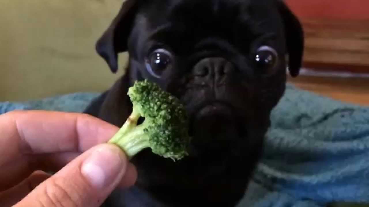 pug-brocolli