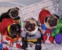 (Video) These Pugs in Halloween Costumes Are too Cute! Get Ready to be Inspired for This Spooktacular Holiday!