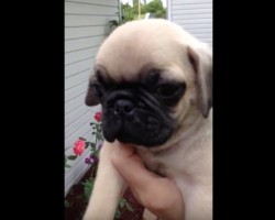 (Video) A Husband Gets Surprised With a Pug Puppy After Recently Losing a Pet. His Reaction? I’m Crying Tears of Joy!