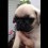 (Video) This Husband Gets Surprised With a Pug Puppy After Recently Losing a Pet. How He Reacts? I’m Crying Tears of joy!