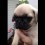 (Video) A Husband Gets Surprised With a Pug Puppy After Recently Losing a Pet. His Reaction? I’m Crying Tears of Joy!