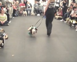 (Video) This Past NYC Halloween Pug Meetup is Incredible! I Wish I Could Have Gone!